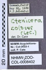 Etiketten zu Ctenicera colossus (LeConte, 1861) (NHMW-ZOO-COL-0008402)
